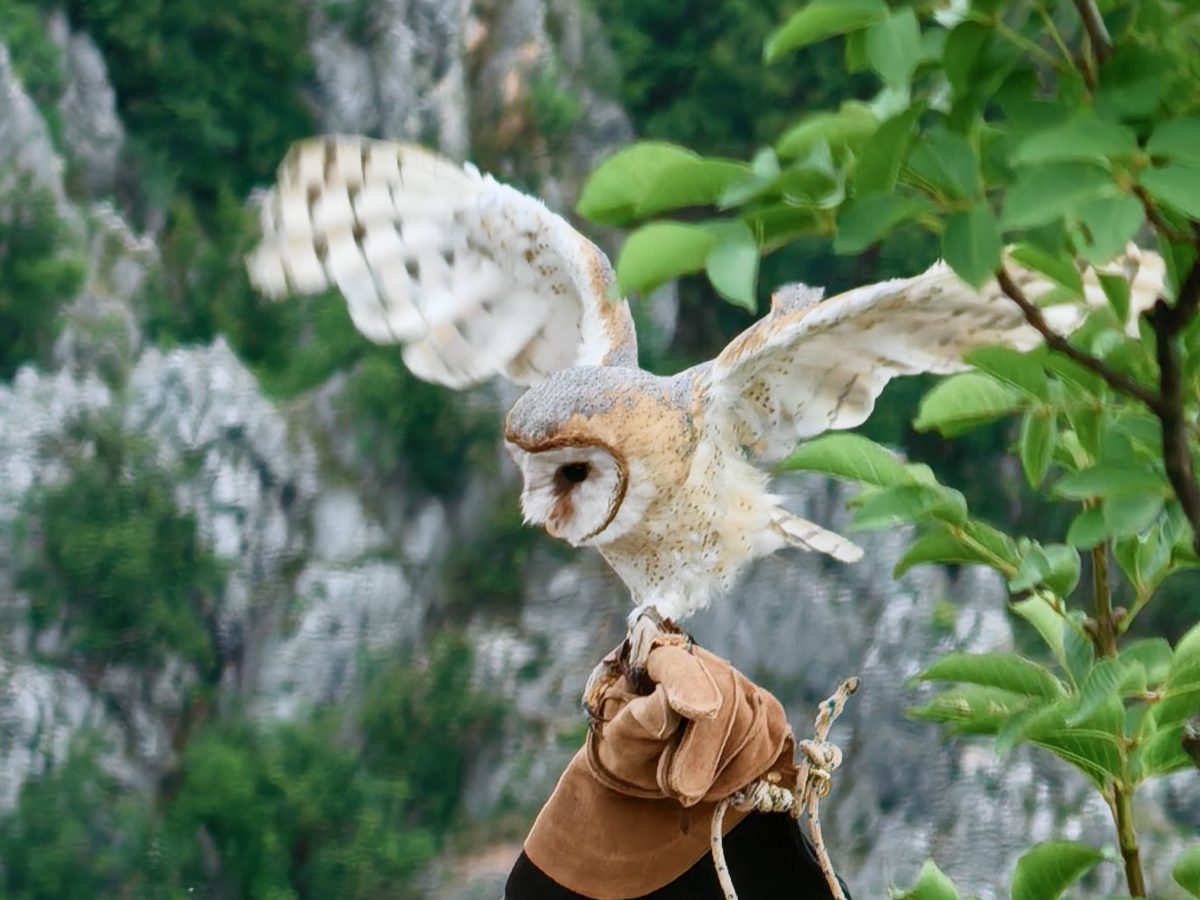 Barn owl with open wings, photographed by Goran Jović